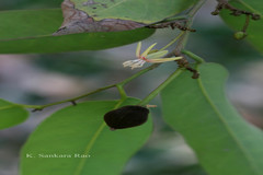 Hydnocarpus anthelminthicus